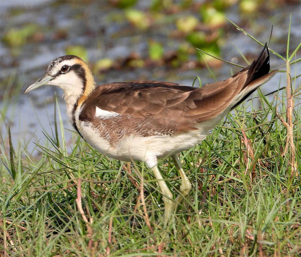 Jacana à longue queue - ML418091661