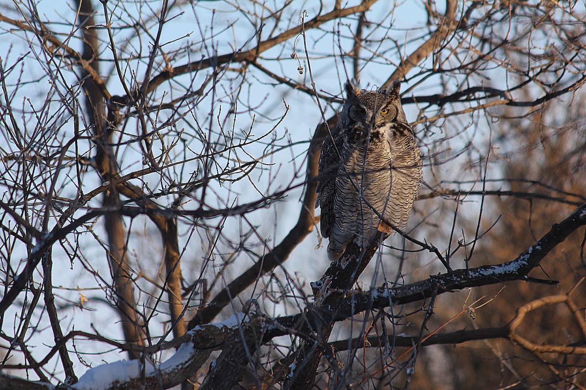 Great Horned Owl - ML418091841