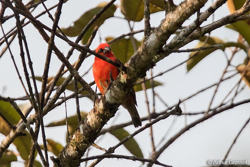 Red Fody - ML41809351