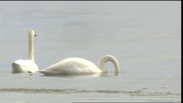 Whooper Swan - ML418094