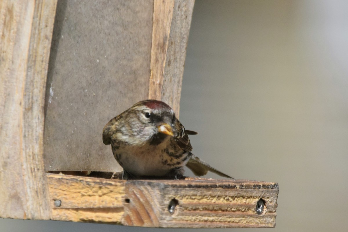 Redpoll (Common) - ML418094251