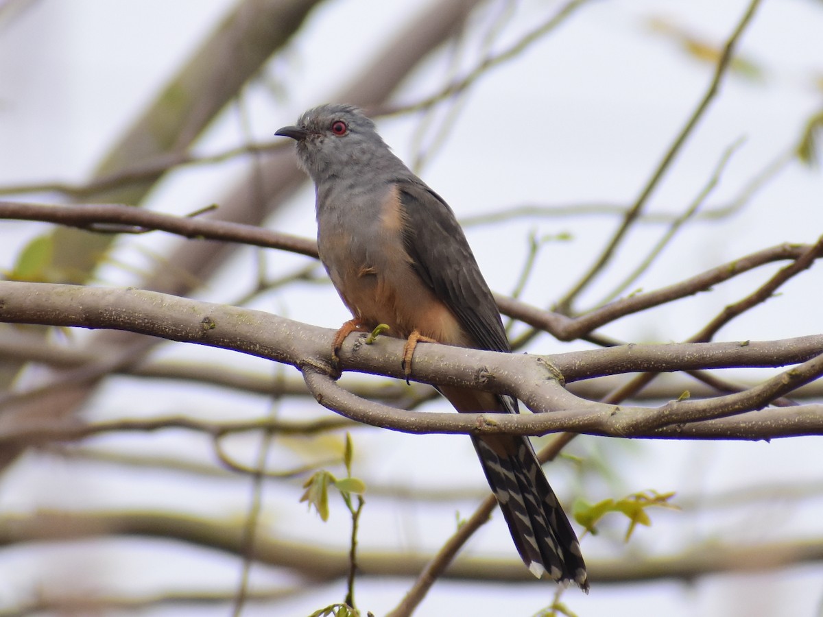 Plaintive Cuckoo - JOEL J MATHEW