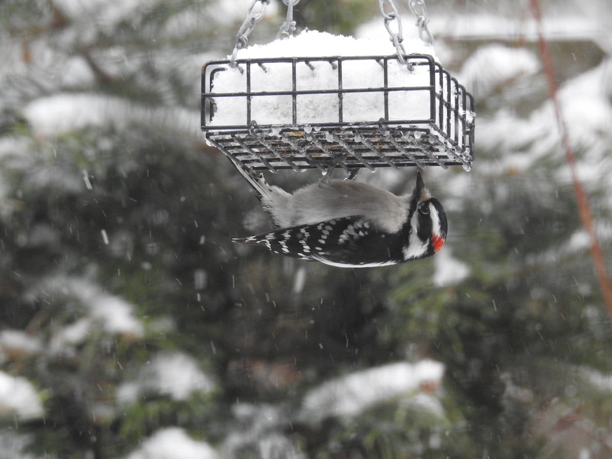 Downy Woodpecker - ML418095401