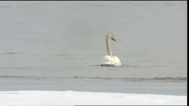 Whooper Swan - ML418097