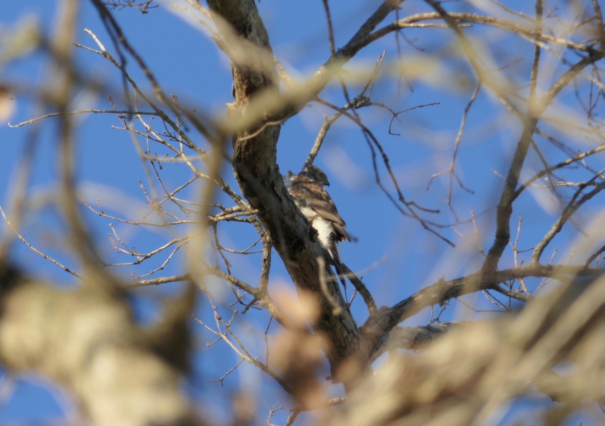 hawk sp. - ML418097751
