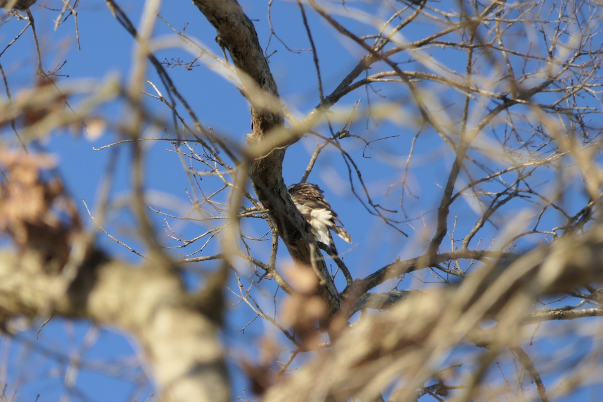 hawk sp. - ML418098091