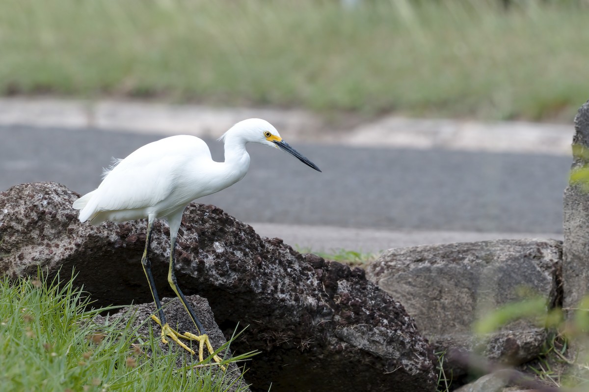 Snowy Egret - ML418098471