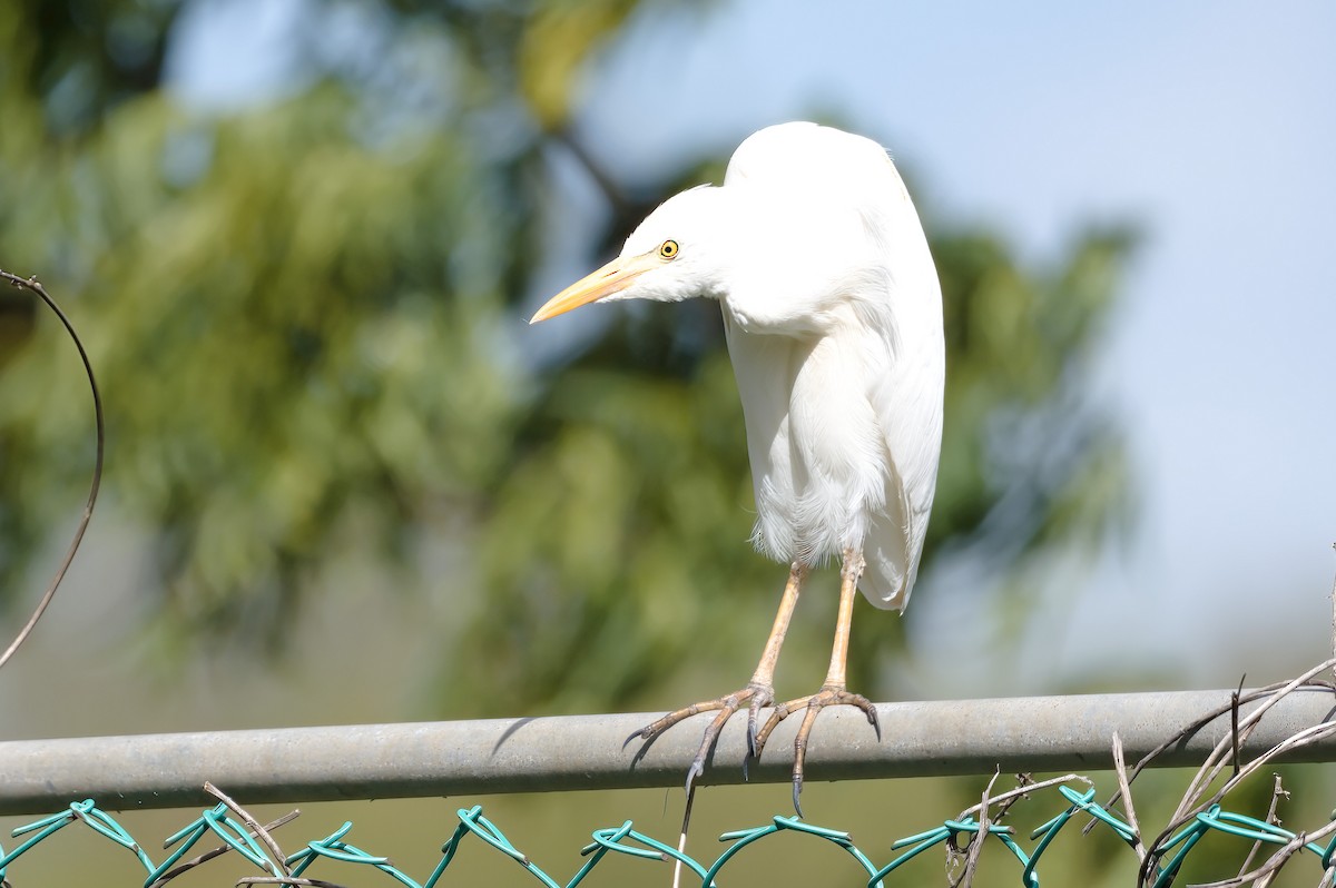 Western Cattle Egret - ML418098491