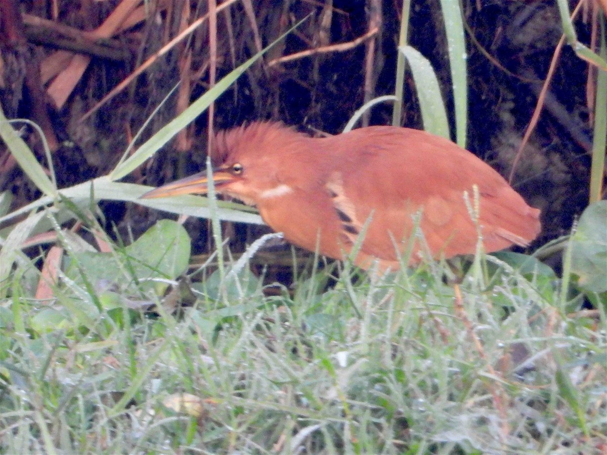 Cinnamon Bittern - ML418098521