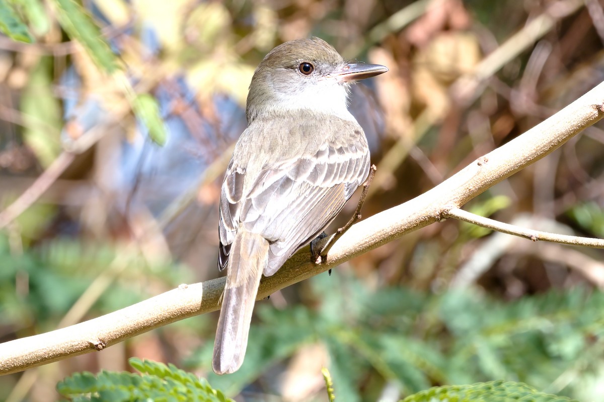 Grenada Flycatcher - ML418098781