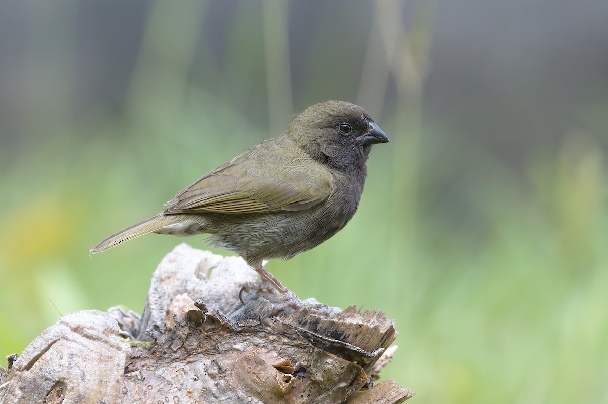 Black-faced Grassquit - Cristians Rivas