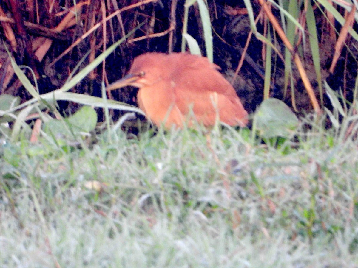 Cinnamon Bittern - ML418098901