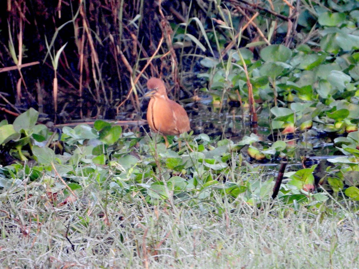 Cinnamon Bittern - Beena Menon