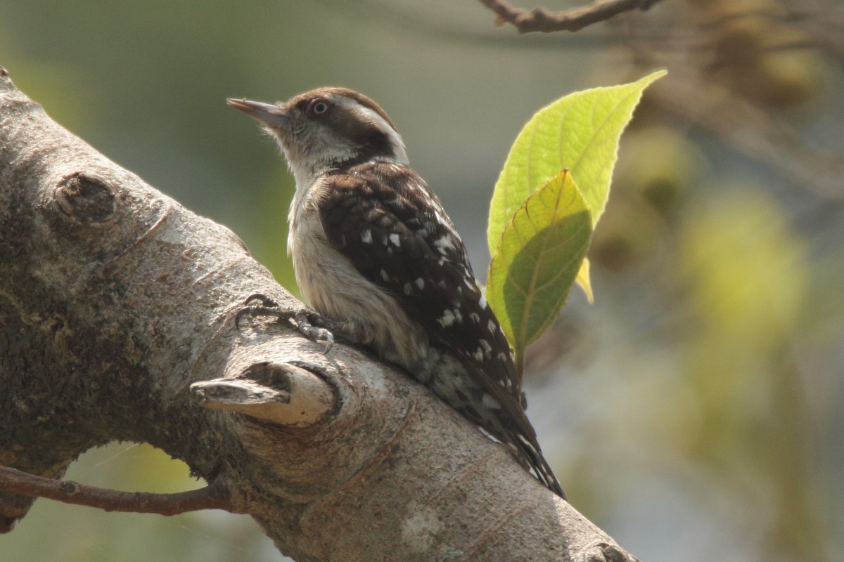 Brown-capped Pygmy Woodpecker - Jyothish Nelson