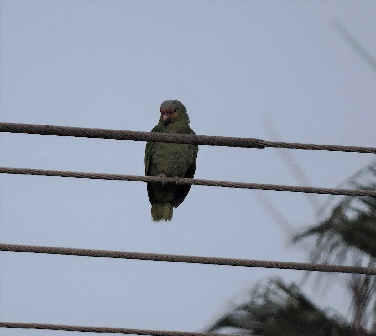 Red-lored Amazon - ML418099801