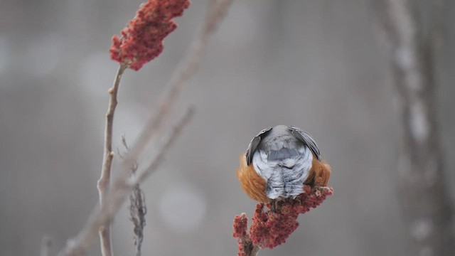 American Robin - ML418100381