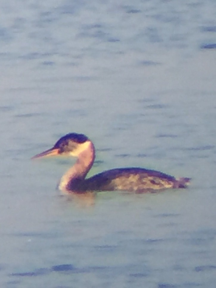 Red-necked Grebe - ML41810041