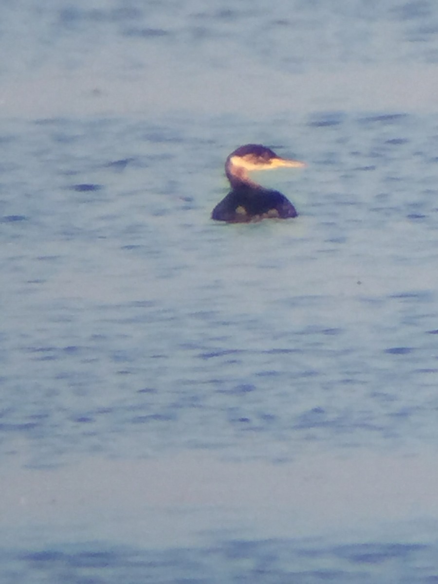 Red-necked Grebe - ML41810071