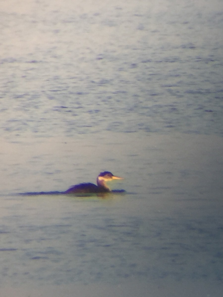 Red-necked Grebe - ML41810091