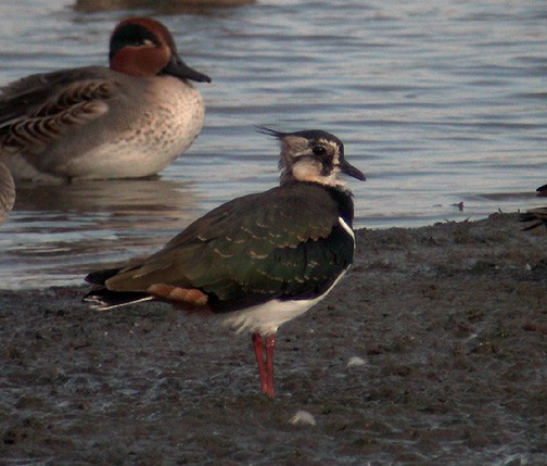 Northern Lapwing - ML418100981