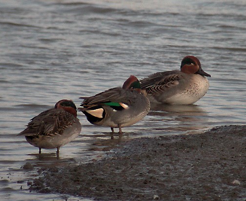 Green-winged Teal (Eurasian) - ML418101031