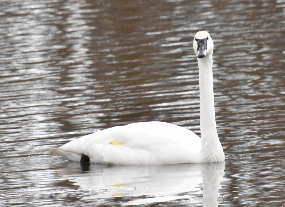 Trumpeter Swan - ML418101861