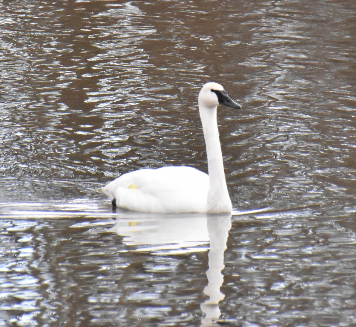 Cisne Trompetero - ML418101901