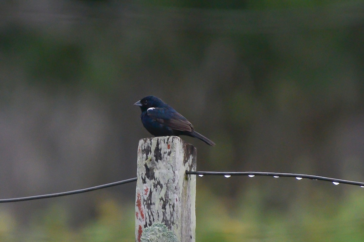 Blue-black Grassquit - ML418102571