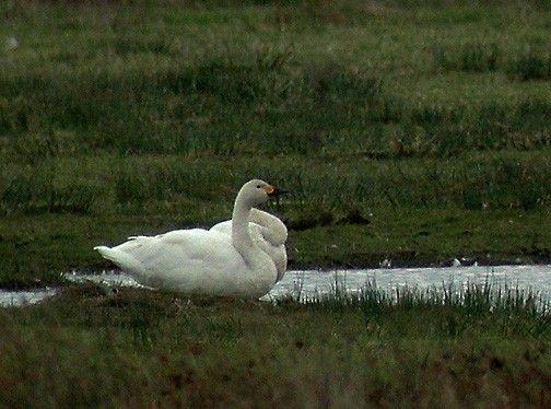 Tundra Swan - Dave Curtis