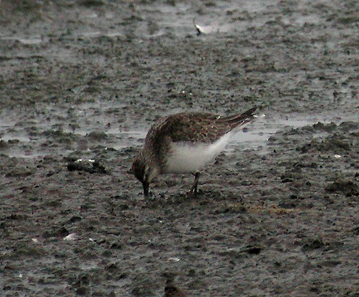 Curlew Sandpiper - ML418102801