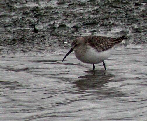 Curlew Sandpiper - ML418102921