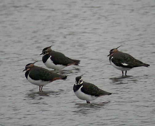 Northern Lapwing - ML418103311