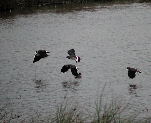 Northern Lapwing - ML418103361