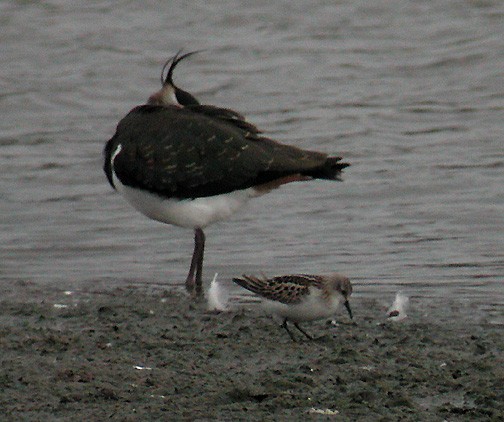 Little Stint - ML418103521