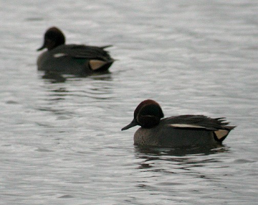 Green-winged Teal (Eurasian) - ML418103601