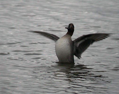 Green-winged Teal (Eurasian) - ML418103691