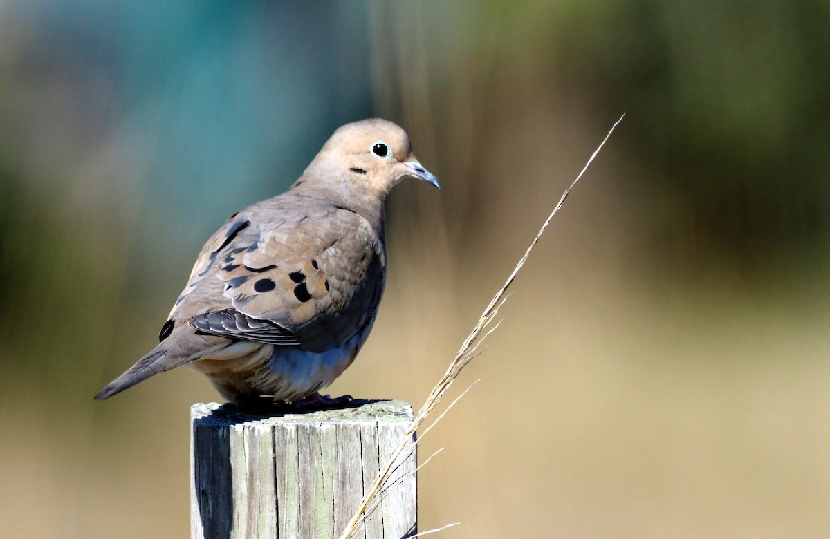 Mourning Dove - ML418104131