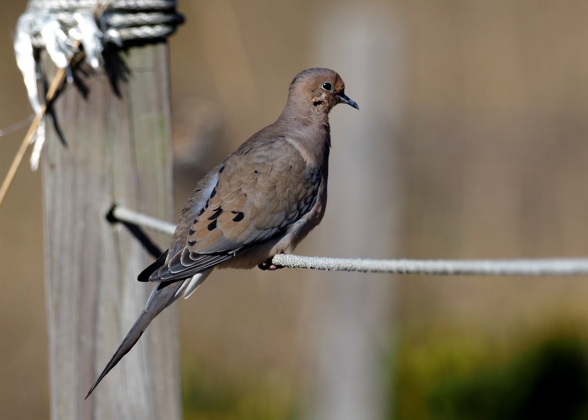 Mourning Dove - ML418104161