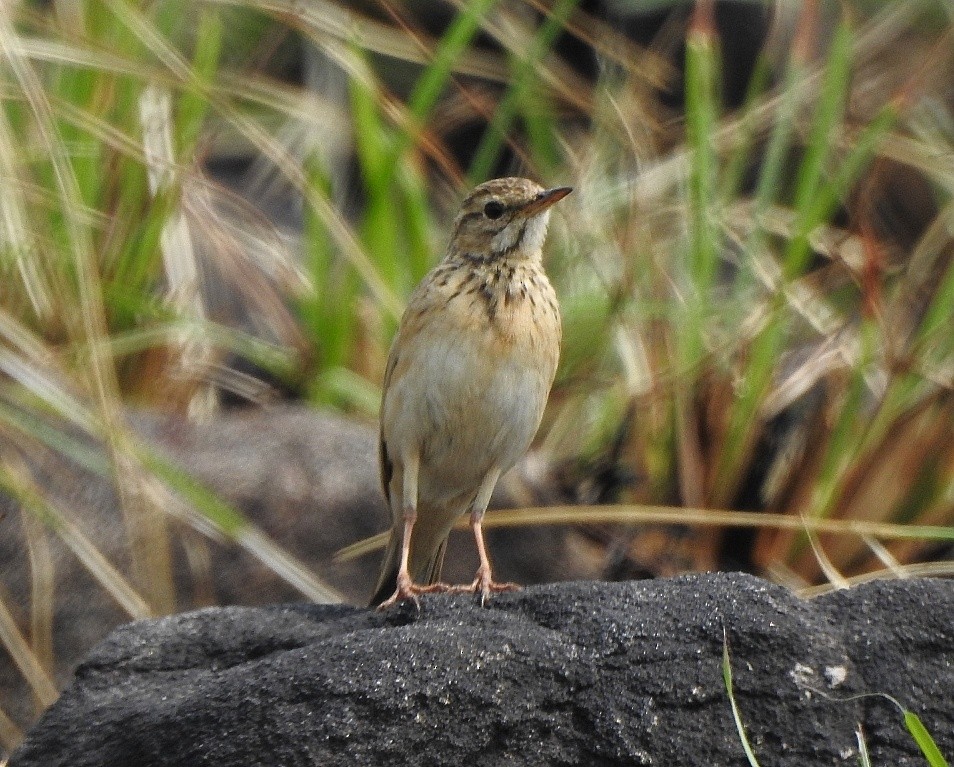 Paddyfield Pipit - ML418104201