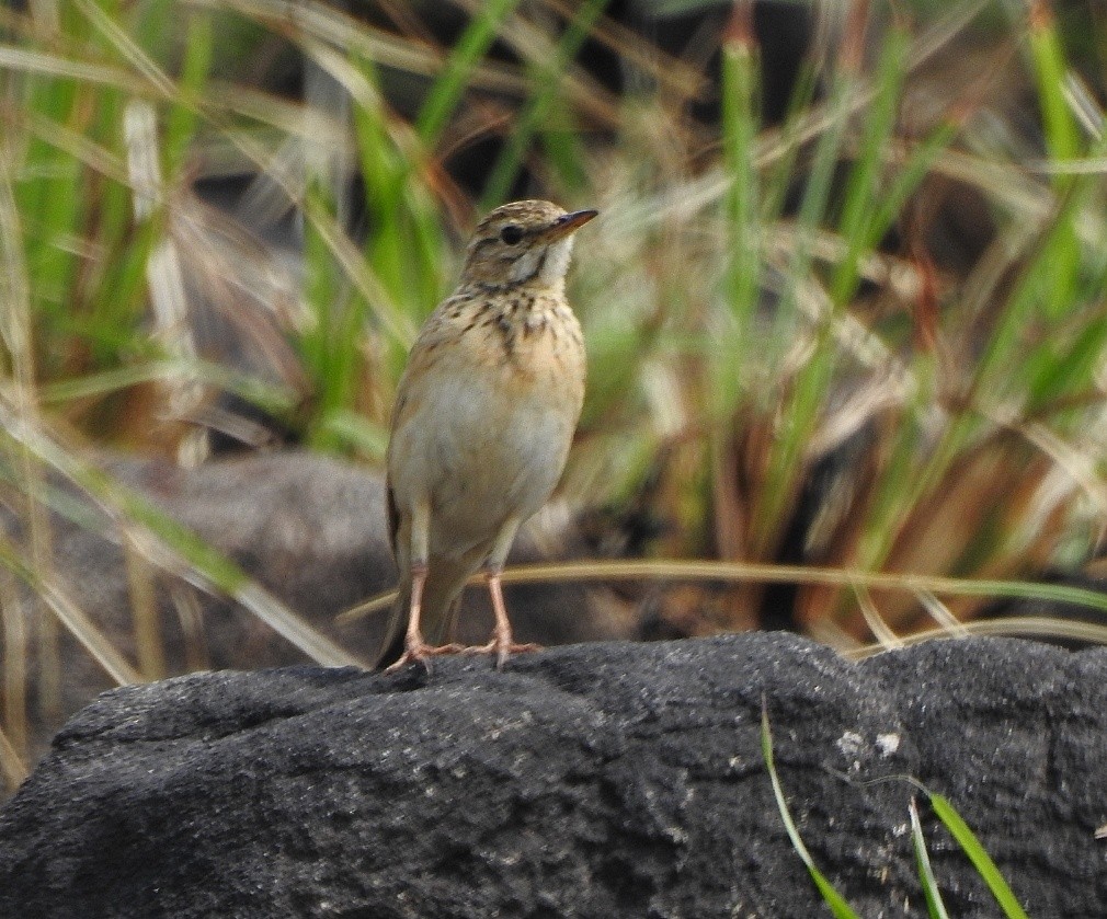 Paddyfield Pipit - ML418104211