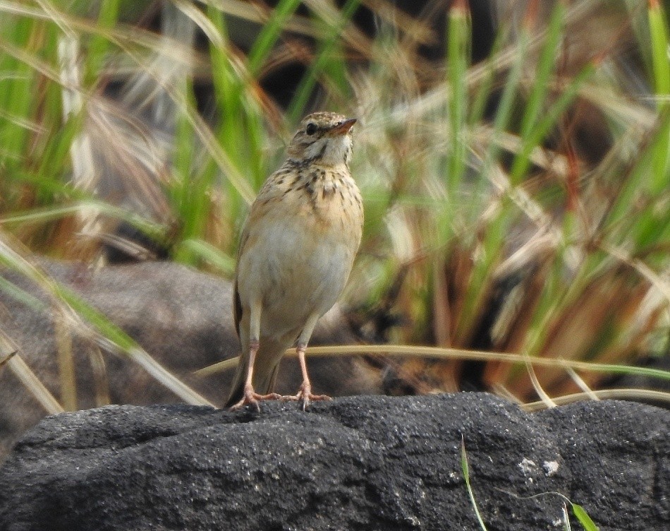 Paddyfield Pipit - ML418104231