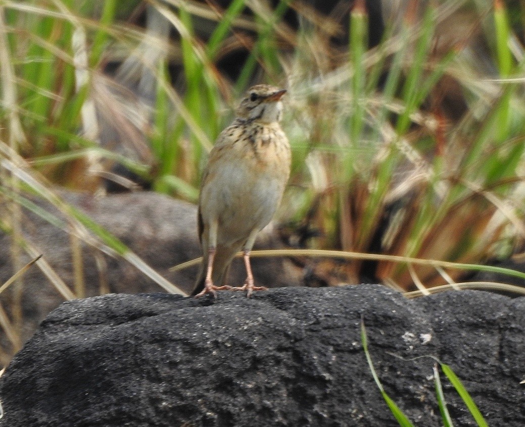 Paddyfield Pipit - ML418104251