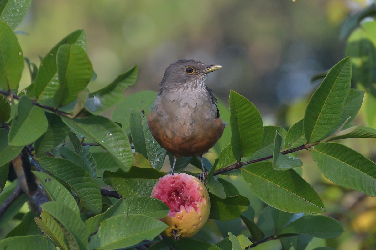 Rufous-bellied Thrush - ML418104971