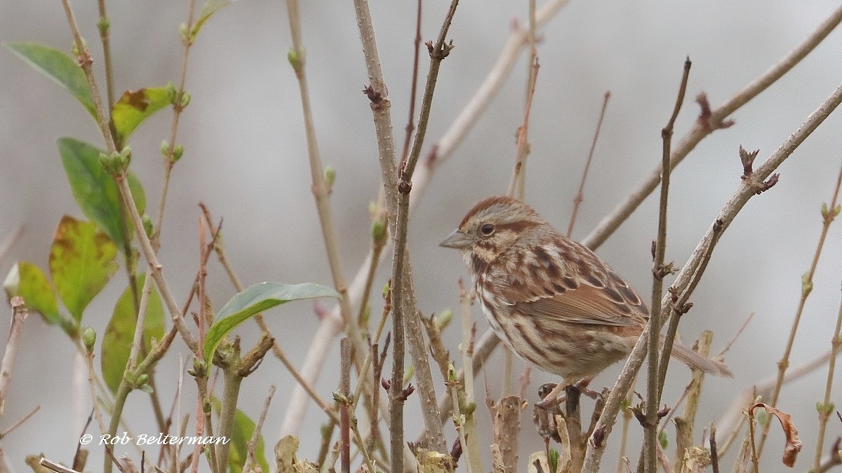 ウタスズメ - ML418105111