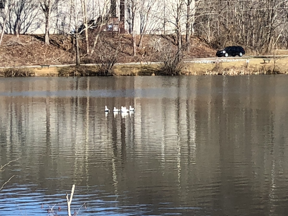 Ross's Goose - ML418106171