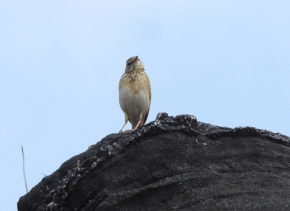 Paddyfield Pipit - ML418106341