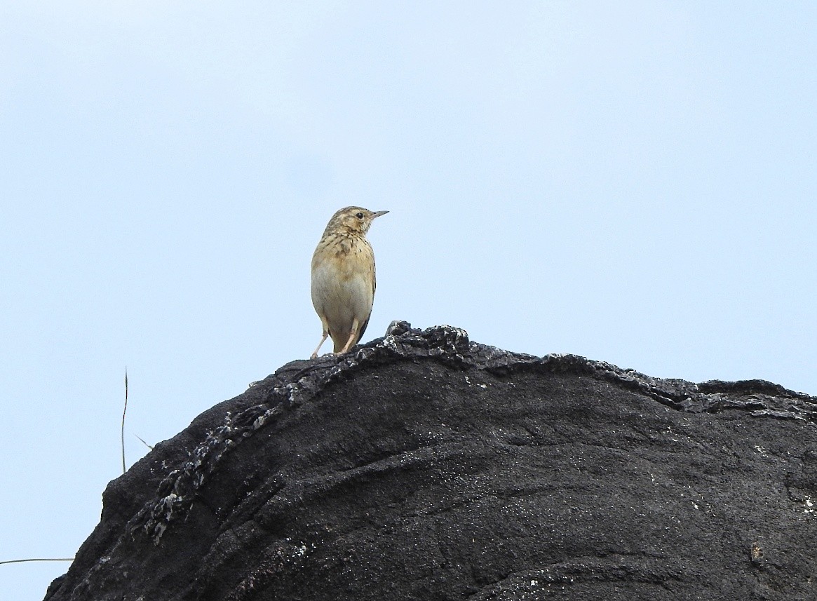 Paddyfield Pipit - ML418106381