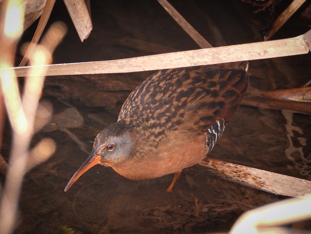 Virginia Rail - ML418106511