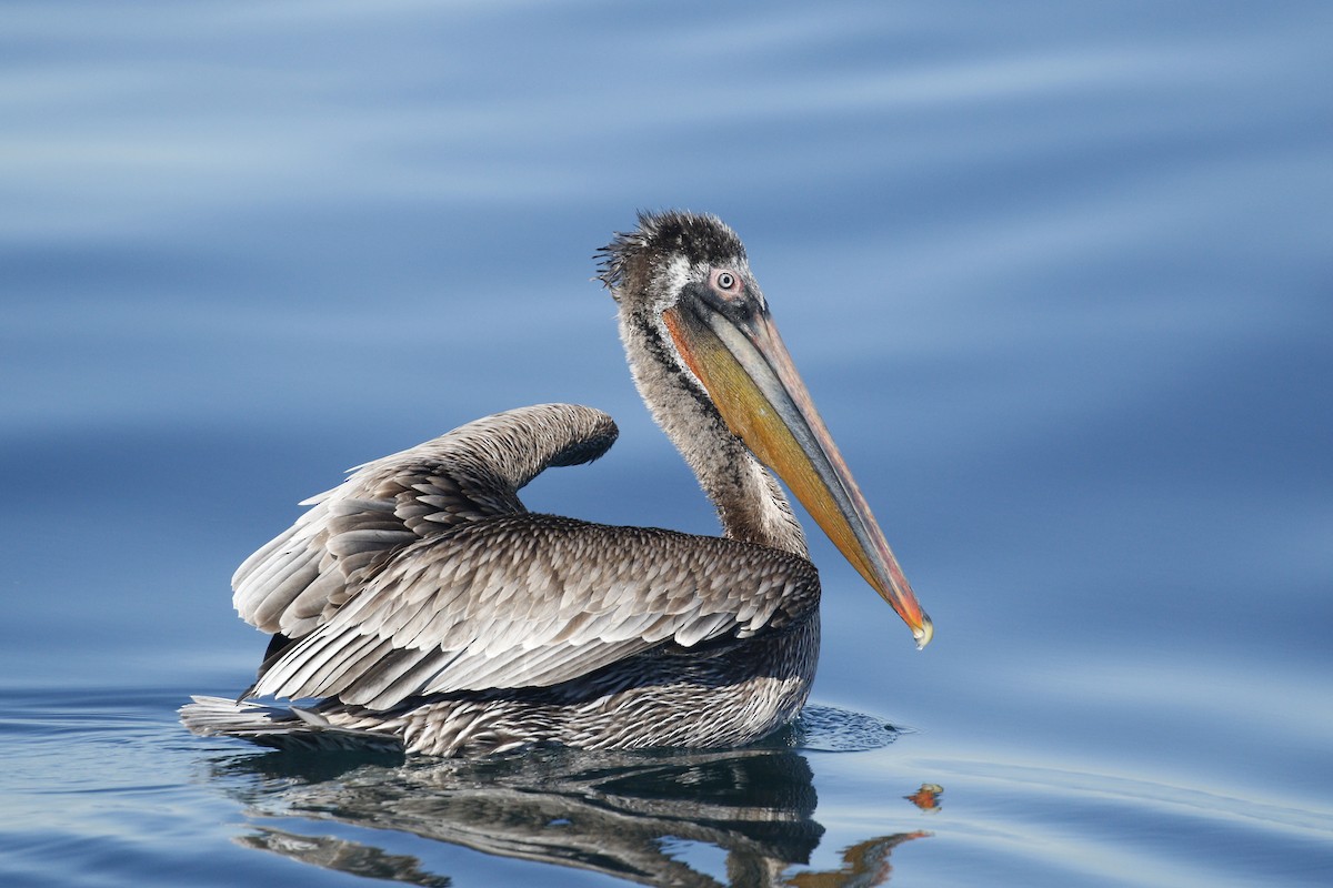 pelikán hnědý - ML418106531