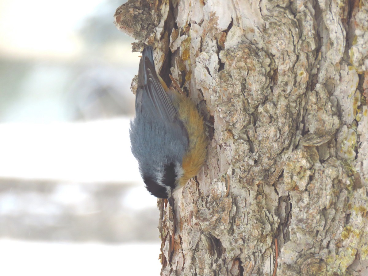 Red-breasted Nuthatch - Ken Orich